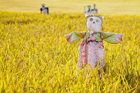 韩国中秋节摄影照片_稻田上的稻草人