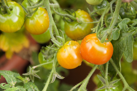 西红柿番茄摄影照片_西红柿在花园里成熟