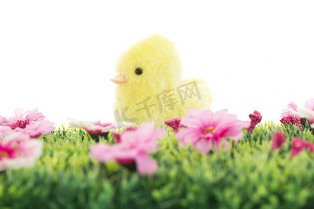 小鸡在草地上开着花