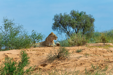 母狮躺在卡拉哈里沙漠，南非野生动物