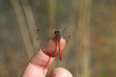 Ruby Meadowhawk 蜻蜓雄性