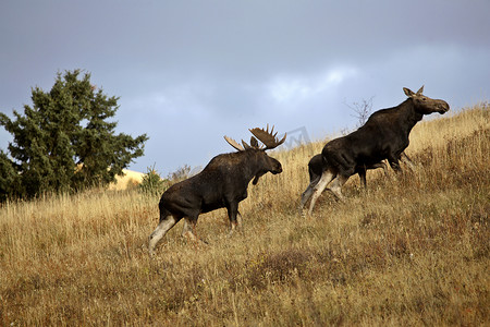 赛普拉斯山公园的公牛和驼鹿小牛