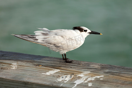 滨水摄影照片_佛罗里达鹬鸟