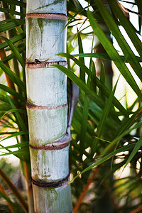棕榈树干垂直