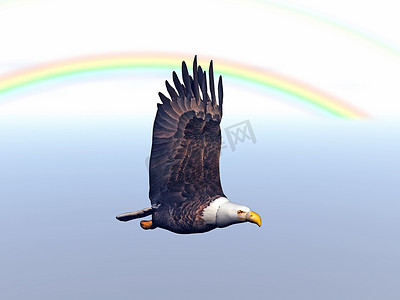 翱翔的雄鹰摄影照片_优雅的雄鹰展翅翱翔在天空