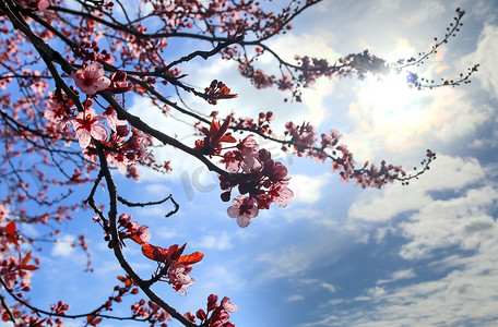 春天盛开的美丽樱桃树和李树，五颜六色的花朵
