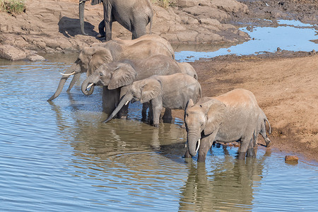 非洲大象在河里喝水