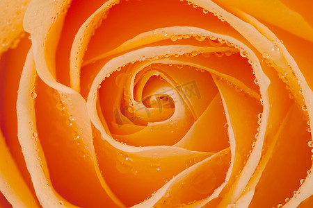 玫瑰花水滴摄影照片_美丽的橙玫瑰与水滴