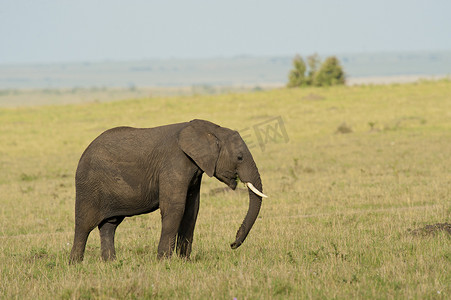大草原上的大象
