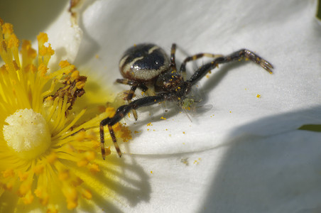 黑蜘蛛寻找昆虫接近花