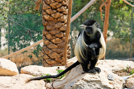 坐在棕榈树下的黑白疣猴在动物园里
