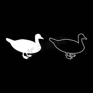 鸭公野鸭鸟水鸟水禽家禽家禽鸭剪影白色矢量插图固体轮廓样式图像