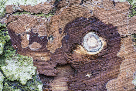 木料刮痕摄影照片_有树皮和锯痕的树
