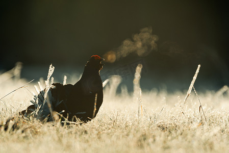 早上遛鸟摄影照片_吸血黑松鸡
