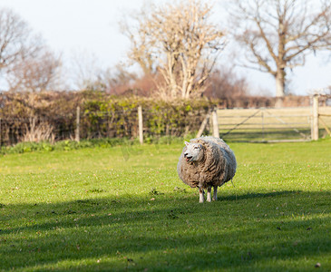 威尔士草地上的大圆羊
