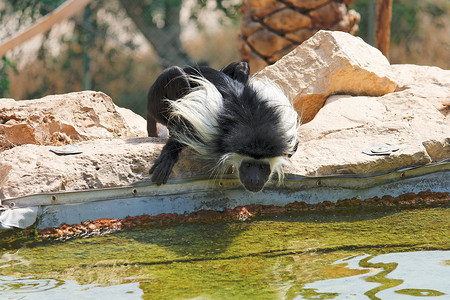 黑白动物摄影照片_动物园池塘里喝水的黑白疣猴