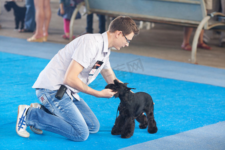 狗展摄影照片_“萨马拉，俄罗斯 - 8 月 26 日：所有俄罗斯国家狗展”
