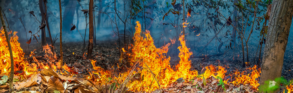燃烧的森林摄影照片_森林火灾是人类燃烧造成的