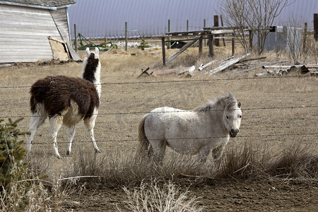 德牧摄影照片_牧场上的设德兰小马和骆驼