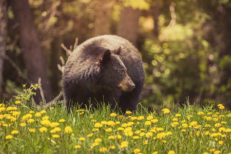 加拿大贾斯珀国家公园的熊