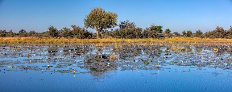 典型的非洲风景， Bwabwata，纳米比亚