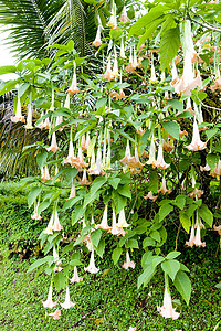 “天使的小号 (Brugmansia Versicolor)，格林纳达”