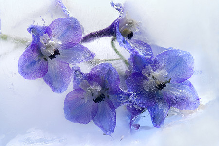 冷冻的蓝色飞燕草花