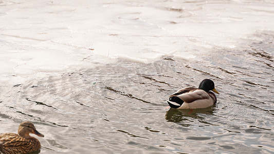 鸭子在融化的冰上行走。