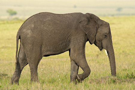 大耳朵图摄影照片_大草原上的大象