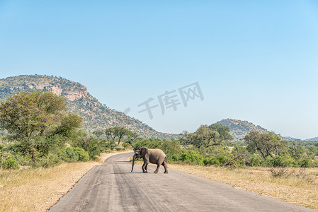 非洲大象过马路