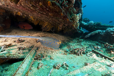 红海 Yolanda 沉船中的蓝斑黄貂鱼。