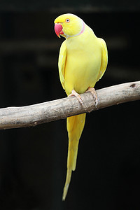 黄环颈鹦鹉