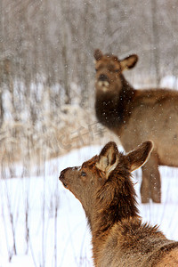 加拿大冬季的麋鹿