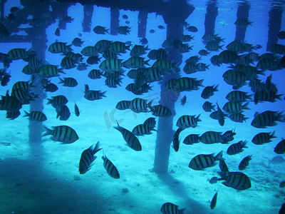 柱子附近的水下有一群海鱼。