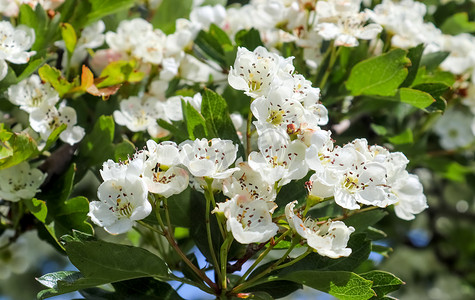 李树摄影照片_春天盛开的美丽樱桃树和李树，五颜六色的花朵
