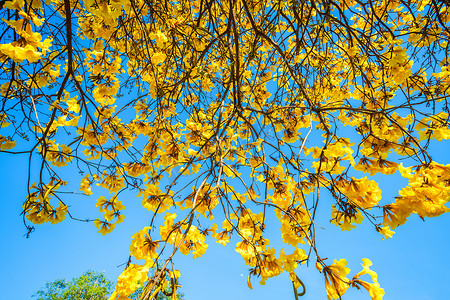 在公园的金喇叭树在蓝天背景。