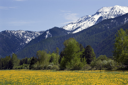 Yellow Flower Farm 雪山 Montana