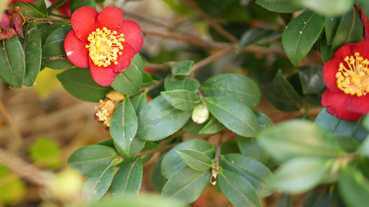 红黄山茶花开花，天然植物特写背景。