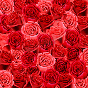 红色和粉红色的玫瑰壁纸