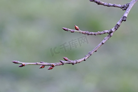 树芽摄影照片_早春的树芽