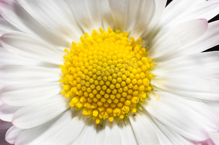一朵白色花的特写镜头有黄色中心的