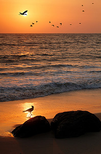 仙鹤摄影照片_《海边成群飞翔的仙鹤乌鸦》