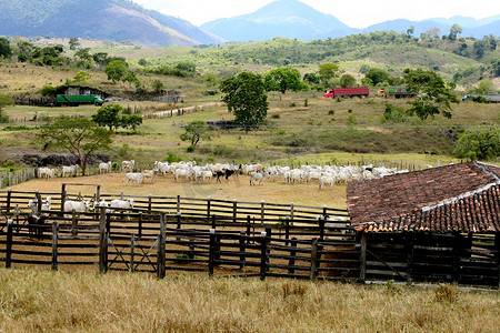 巴伊亚州南部的养牛畜栏