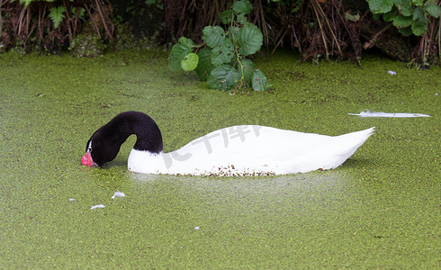 黑颈天鹅 (Cygnus melancoryphus)