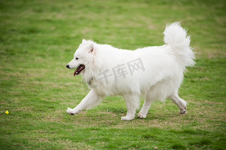 耶摄影照片_萨摩耶犬奔跑