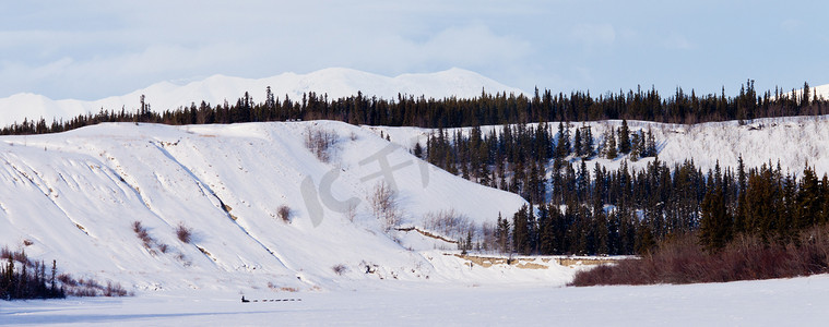 育空冬季景观和狗拉雪橇