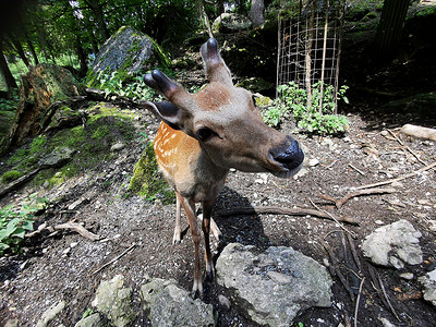 鹿鼻头摄影照片_关闭一只鹿的鼻子在福雷斯特。