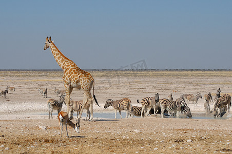 “长颈鹿、跳羚和斑马”