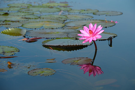 美丽的开花莲花在泰国池塘