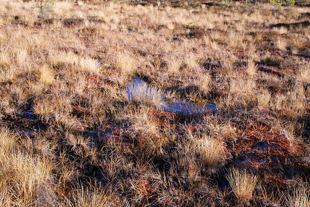 脆性摄影照片_沼泽地上的霜